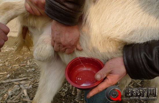 印度4岁公山羊离奇变化 每天产奶半斤