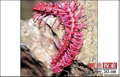 [多图]国际野生科考发现大湄公河的多种无脊椎新物种