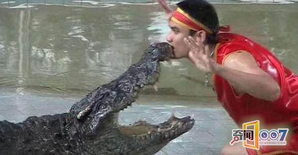 惊险：男子表演绝技将头伸进鳄鱼嘴中结果发生意外