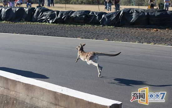 袋鼠与摩托车赛跑 险酿事故