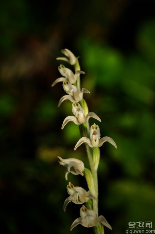 世界上种子最小的植物，5万粒种子只有0.025克