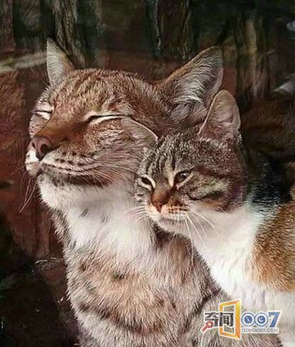 猫潜入动物园的笼子里 居然发生这样的事_0