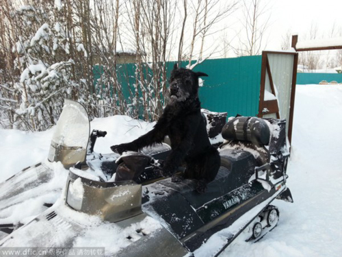 战斗民族狗狗好学不倦干农活：冬打水夏犁田