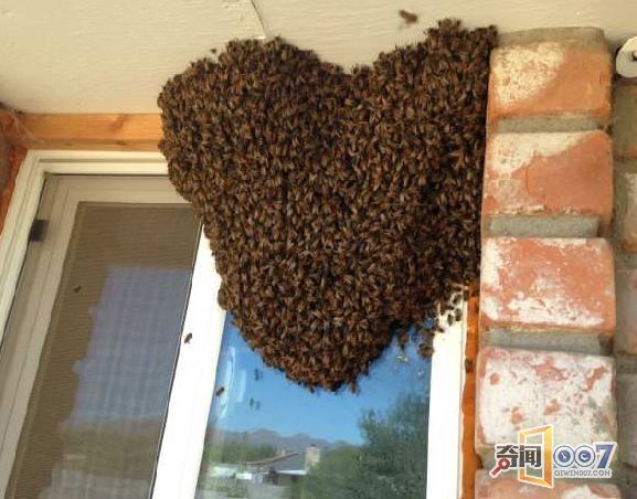 老汉睡觉听到异声，检查窗户一看惊呆了