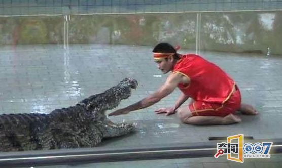 惊险：男子表演绝技将头伸进鳄鱼嘴中结果发生意外