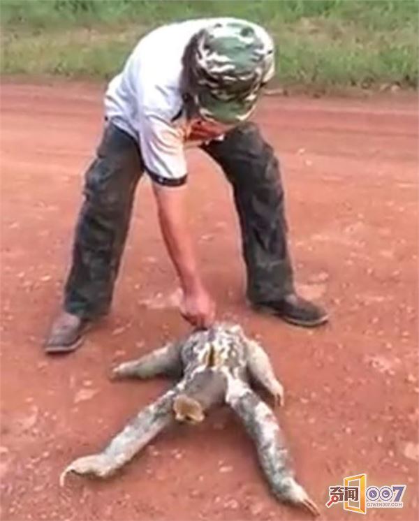 砍柴抓到不明物种，行走像没壳的乌龟