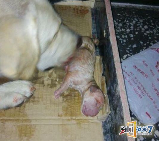 狗半夜敲门多次，女主人却不开，结果令人心痛