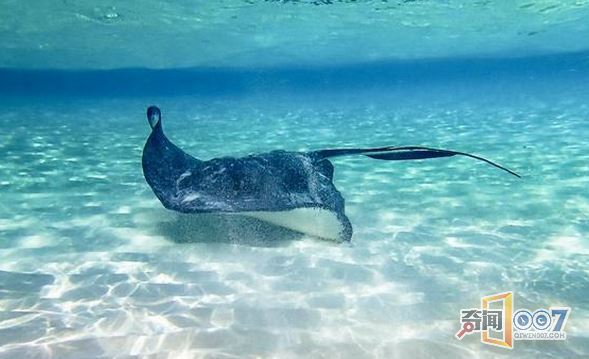 女子泰国度假遭黄貂鱼攻击 险象环生