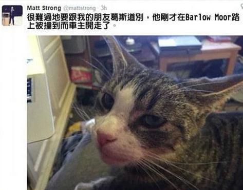男子把被撞死的猫埋掉，没想到几小时后，竟毫发无损回到家