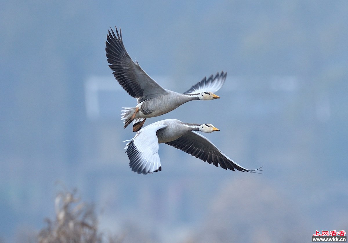 神奇生物斑头雁飞越珠穆朗玛峰之谜_0