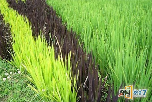 日本的稻田艺术：堪称日漫展