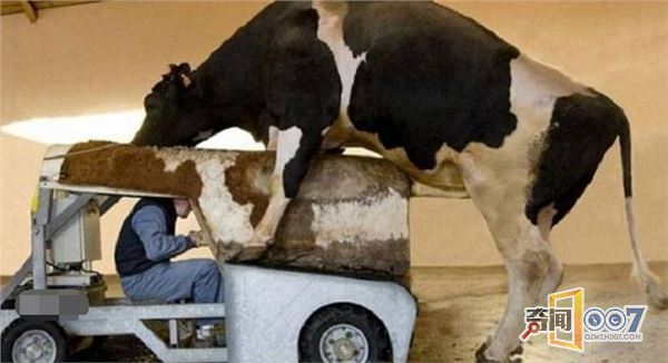 世界各地奇葩工作，有人扮猴子吓唬猴子