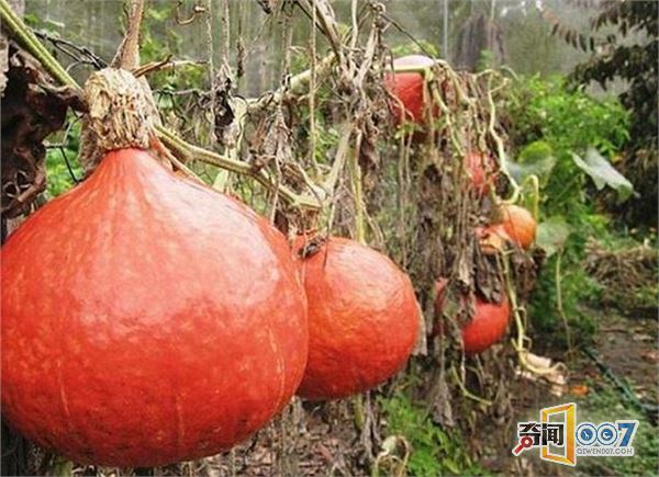 女子森林独居34年,花8年自建房,用牛粪糊墙