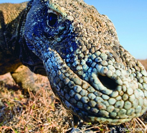 史前巨兽-神秘科摩多巨蜥