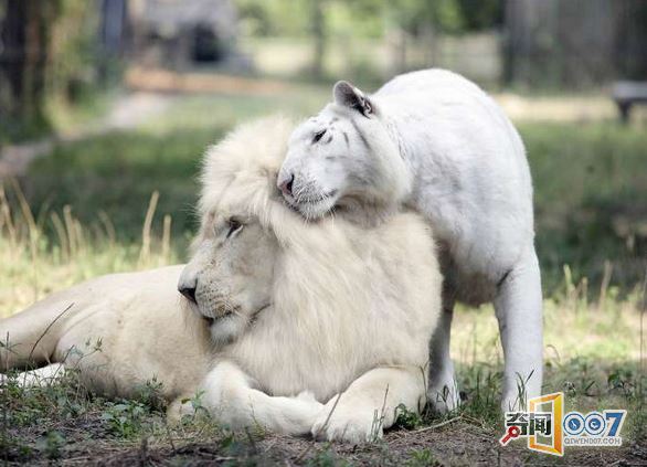 白狮和白虎相爱，产下“神兽”萌翻世界