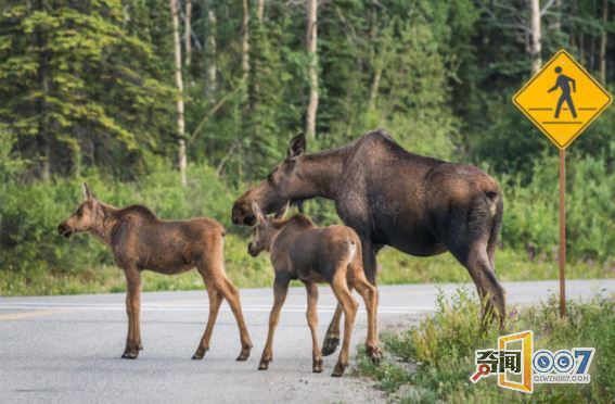 1000头驼鹿死于车祸，91万斤腐烂动物堵塞道路