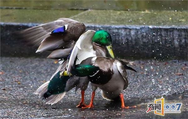 两鸭子在英国首相府前激战