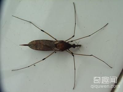 世界上最大的蚊子