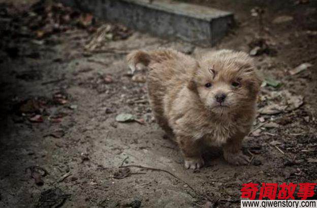 女孩想带走流浪狗却被它拒绝，第二天再去才明白原因！