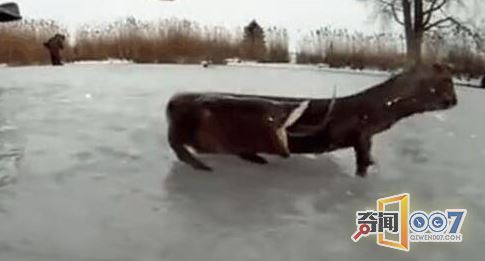 男子发现四脚不明生物，让人毛骨悚然