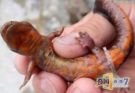男子意外捕获怪鱼竟是“中国火龙”
