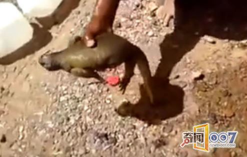 男子沙漠逃生水倒掉，随手一抓竟捕获奇物
