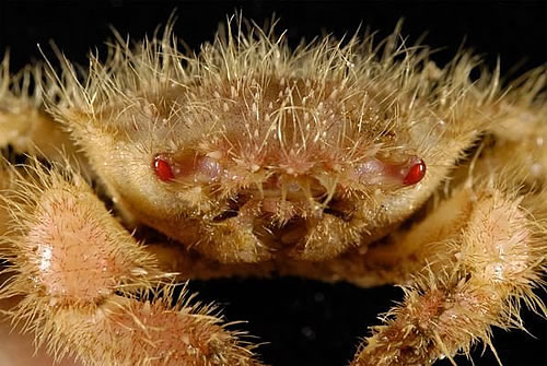 深海峡谷中的“异形”生物 种类多