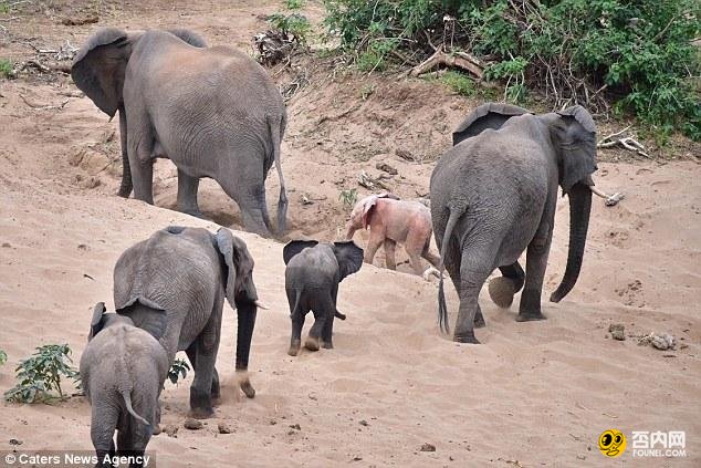南非现罕见粉红小象