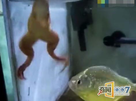 男子把青蛙放食人鱼池中，结果惨不忍睹