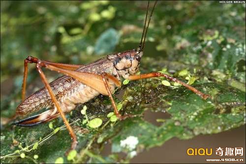 [多图]南美洲大陆再次发现新物种