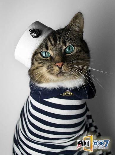 摄影师拍猫奴摄影作品，背后故事却令人感动