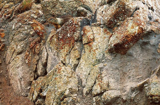 [图文]寻找自然界中隐藏的动物