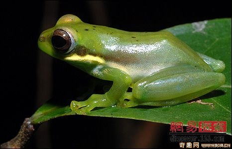 [多图]国际野生科考发现大湄公河的多种无脊椎新物种