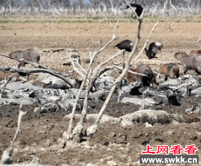 数百只鳄鱼因干旱丧生成秃鹫口中食