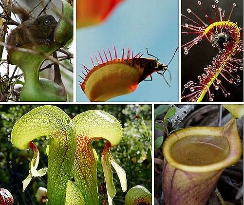 食人树的资料 细数哪七种植物能设置“死亡陷阱”