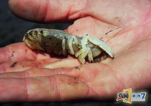 海滩挖洞让人不解，取出的生物叫人惊奇