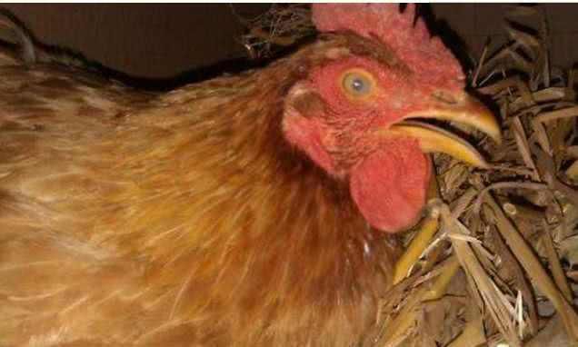 农民见到孔雀蛋!