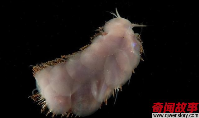 印度洋深海下到底有什么，科学家为何不敢公开真相？