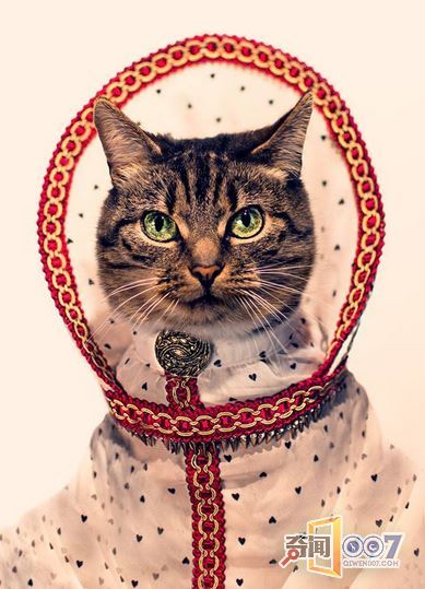 摄影师拍猫奴摄影作品，背后故事却令人感动