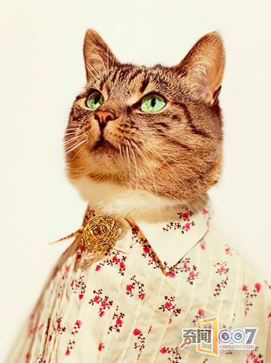 摄影师拍猫奴摄影作品，背后故事却令人感动