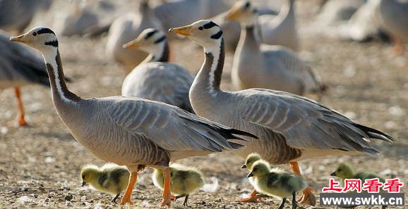 神奇生物斑头雁飞越珠穆朗玛峰之谜_0