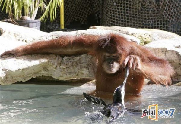 爱心爆棚：红毛猩猩喂小企鹅吃鱼，满满都是爱
