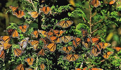 自然科学未解之谜(组图)