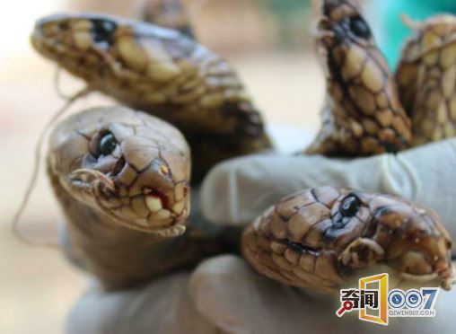 交警跟随可疑车辆，得知运输的货物后将司机抓获