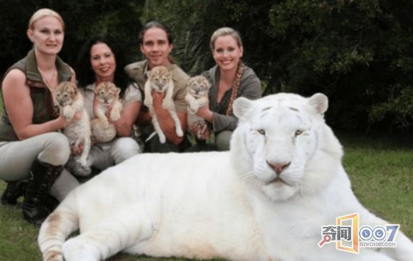 白狮和白虎相爱，产下“神兽”萌翻世界