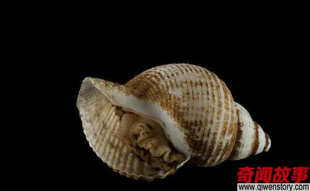 印度洋深海下到底有什么，科学家为何不敢公开真相？