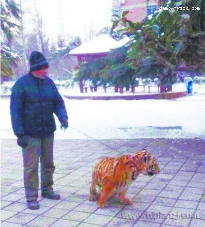 老汉公园遛虎引围观