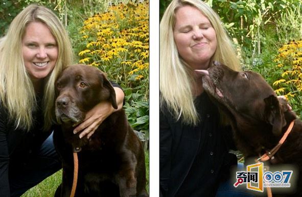 拉布拉多犬瘦身记:成功减重56斤变苗条