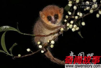 最奇特的十种狐猴 金冠原狐猴（极度濒危灭绝）