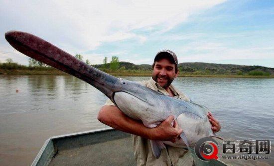 全球最大淡水鱼：巨型鲶鱼竟吞食人类